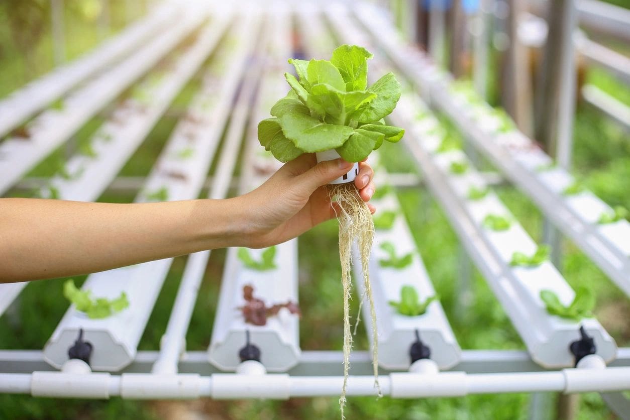 A person holding up some lettuce in front of a row of plants.