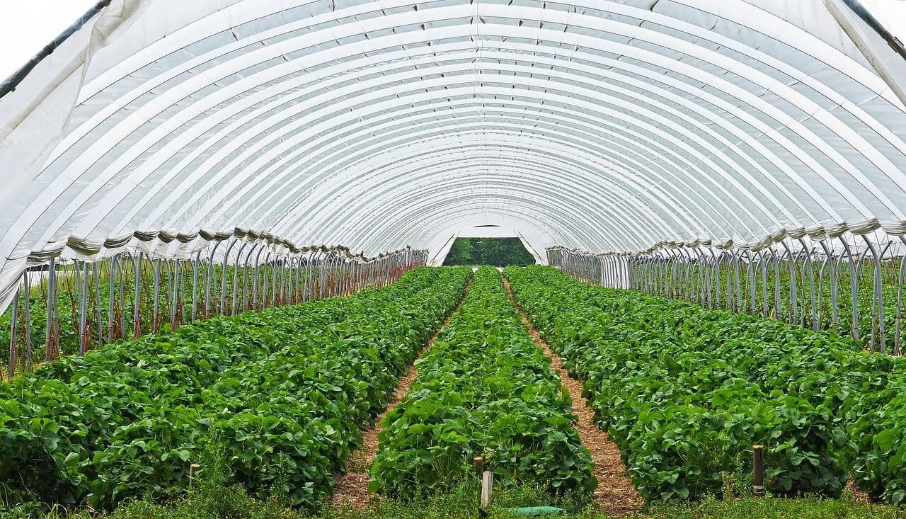 A large greenhouse with many plants growing inside.