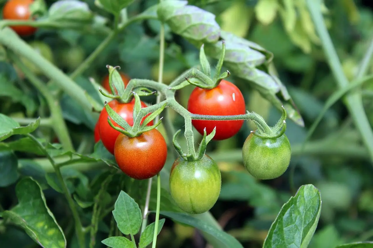 A close up of some tomatoes growing on the vine