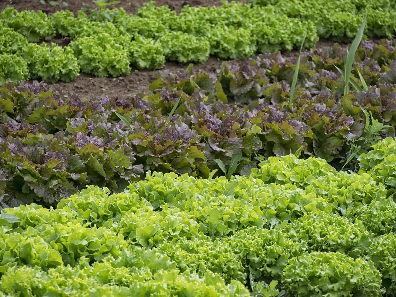 A variety of lettuce growing in rows on the ground.