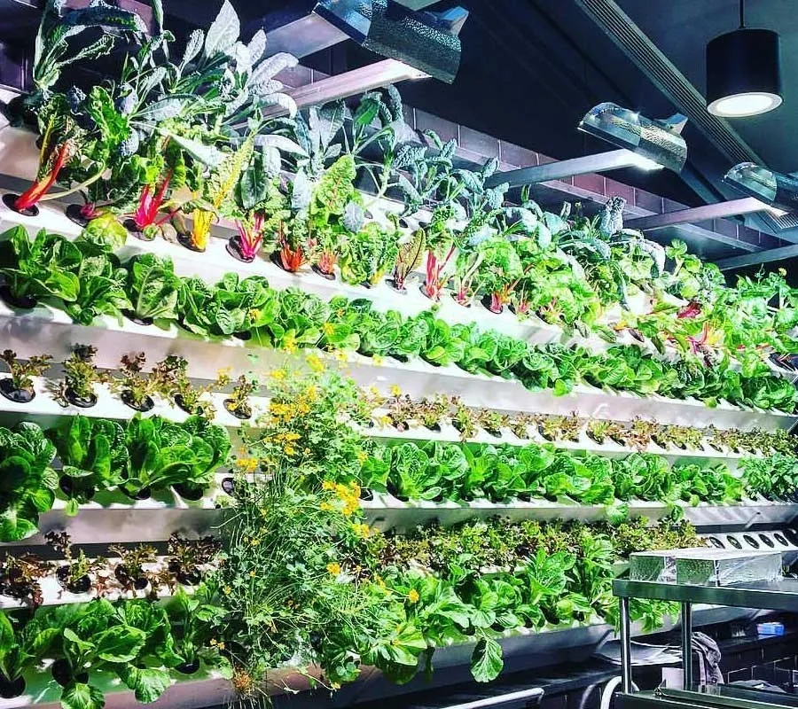 A large wall of plants in a room.
