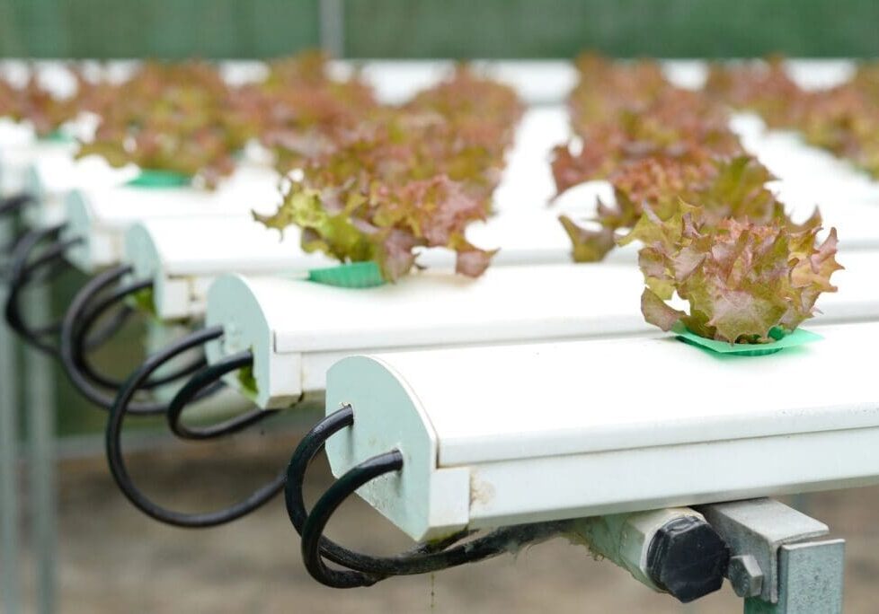 A row of lettuce plants growing in a greenhouse.