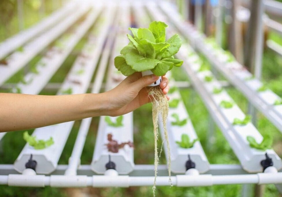 A person holding up some lettuce in front of a row of plants.