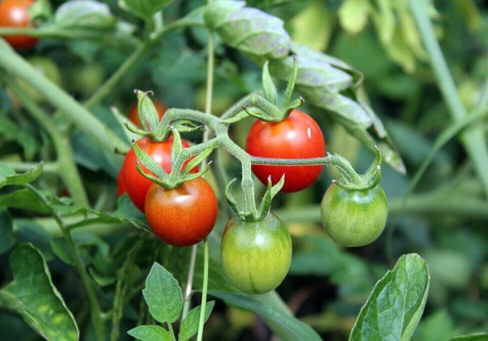 A close up of some tomatoes growing on the vine